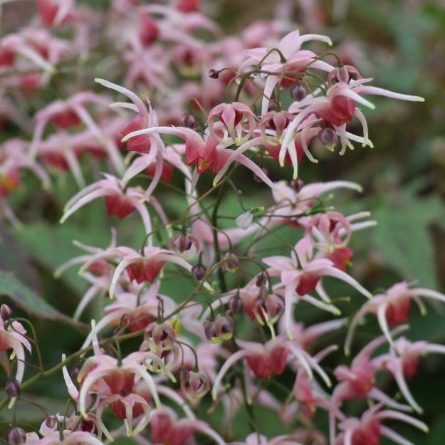 Picture of Epimedium 'Pink Champagne' 1QT (10/flat)