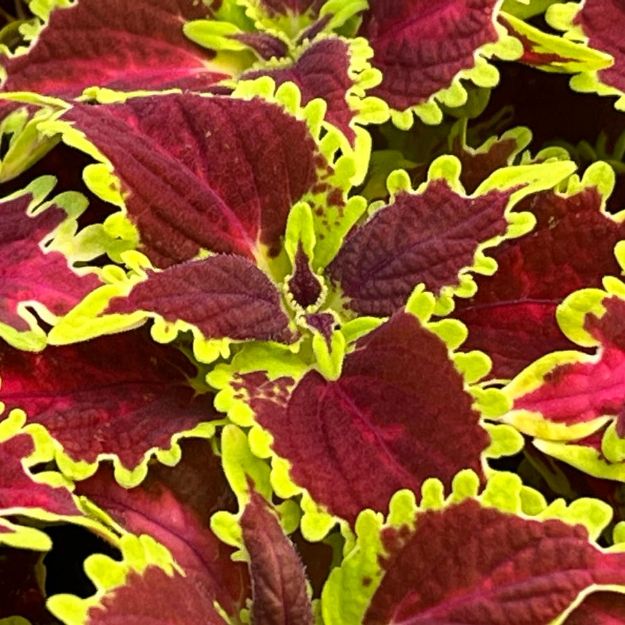 Picture of Coleus 'Solar Flare' 4.5" (10/flat)