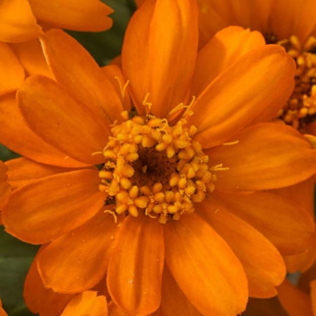Picture of Zinnia Profusion Orange 6 inch