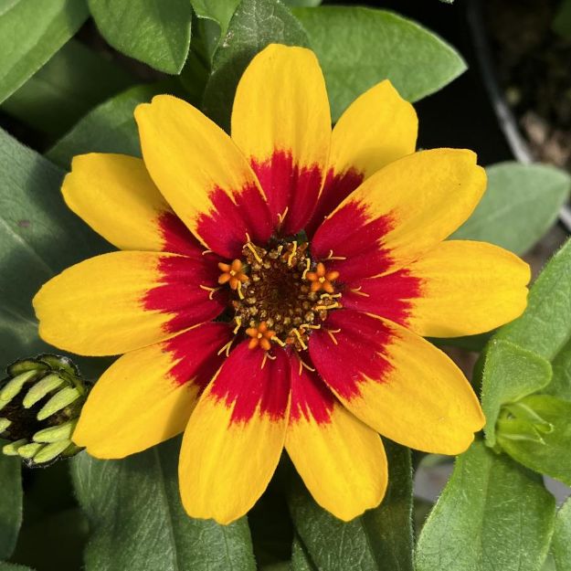 Picture of Zinnia Profusion Red Yellow Bicolor 6 inch