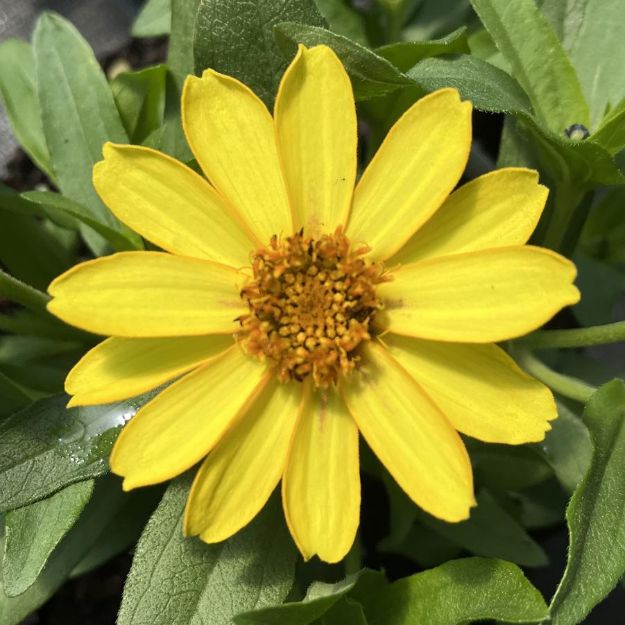 Picture of Zinnia Profusion Yellow 6 inch