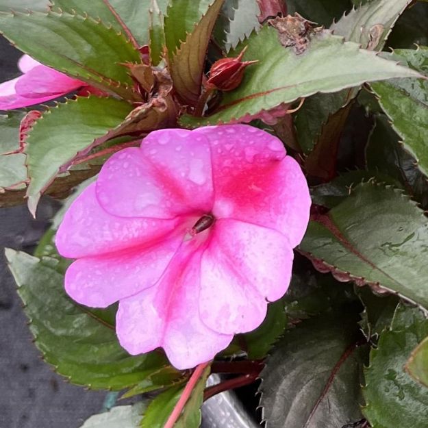 Picture of Impatiens SunPatiens® Compact Red Candy PPAF 10 Inch