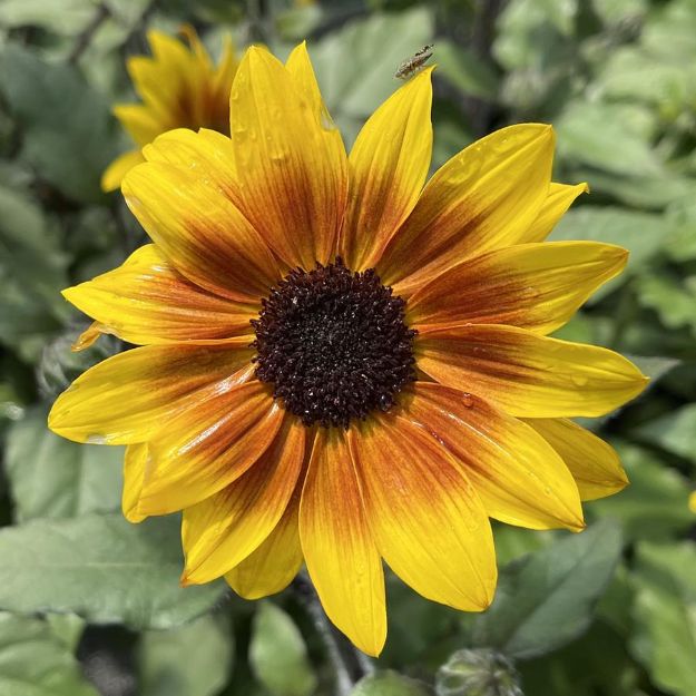 Picture of Helianthus Suncredible® Saturn PPAF 10 Inch