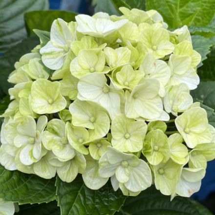 Show details for Hydrangea macrophylla Grin and Tonic™ PP35207 #3BE Picture of Hydrangea macrophylla Grin and Tonic™ PP35207 #3BE