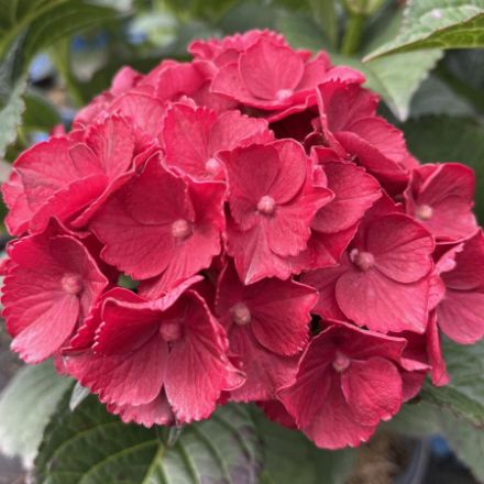 Show details for Hydrangea macrophylla Cherry Go-Round® PP34379 #3BE Picture of Hydrangea macrophylla Cherry Go-Round® PP34379 #3BE