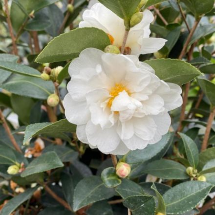 Show details for Camellia x Just Chill® Double White PP36304 #3PW Picture of Camellia x Just Chill® Double White PP36304 #3PW