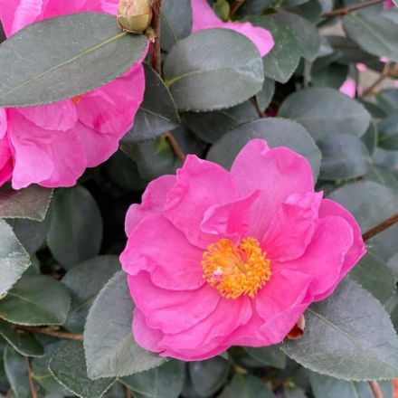 Show details for Camellia x Just Chill™ Double Mauve PP36117 #3PW Picture of Camellia x Just Chill™ Double Mauve PP36117 #3PW