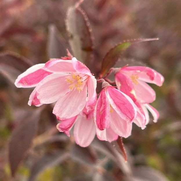 Picture of Deutzia x Yuki Kabuki® PP36667 #3PW