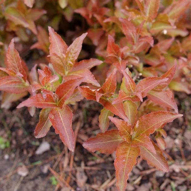 Picture of Diervilla x splendens Kodiak® Red 2.0 PP35792 #3PW