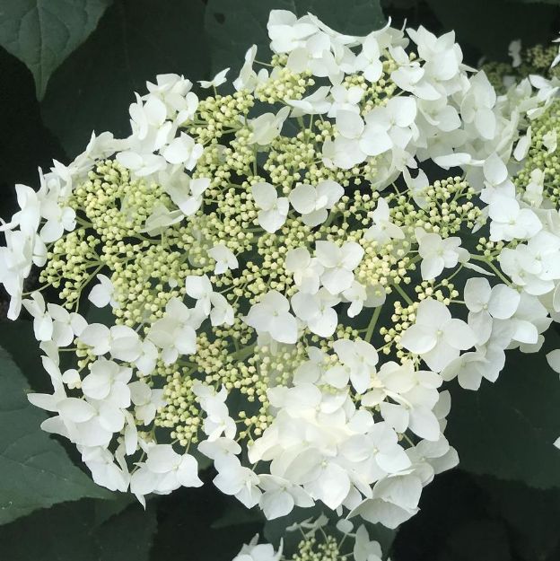 Picture of Hydrangea arborescens 'Haas Halo' PP24783 #3AB