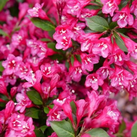Show details for Weigela florida Sonic Bloom® Punch PP35915 #3PW Picture of Weigela florida Sonic Bloom® Punch PP35915 #3PW