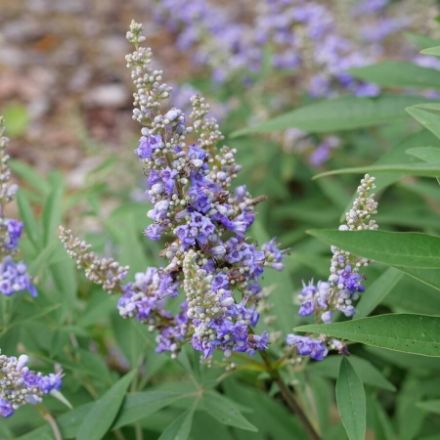 Show details for Vitex agnus-castus Rock Steady® PP36228 #3PW Picture of Vitex agnus-castus Rock Steady® PP36228 #3PW