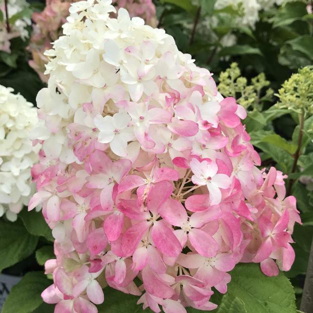 Picture of Hydrangea paniculata Quick Fire® Tree Form PP16182 #7PW