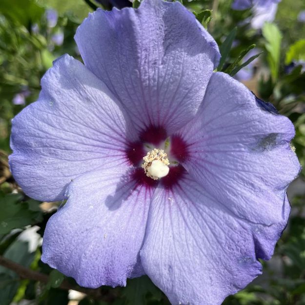 Picture of Hibiscus syriacus Azurri Blue Satin® Tree Form PP20564 #7PW