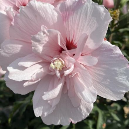 Show details for Hibiscus syriacus Pink Chiffon® Tree Form PP24336 #7PW Picture of Hibiscus syriacus Pink Chiffon® Tree Form PP24336 #7PW