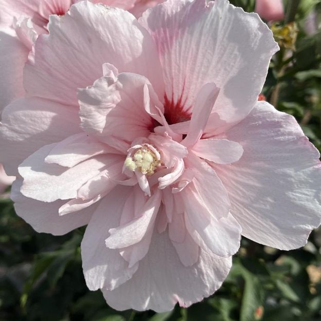 Picture of Hibiscus syriacus Pink Chiffon® Tree Form PP24336 #7PW