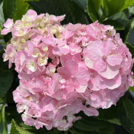 Show details for Hydrangea macrophylla Wee Bit Innocent® PP35815 #3PW Picture of Hydrangea macrophylla Wee Bit Innocent® PP35815 #3PW