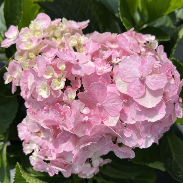 Picture of Hydrangea macrophylla Wee Bit Innocent® PP35815 #3PW