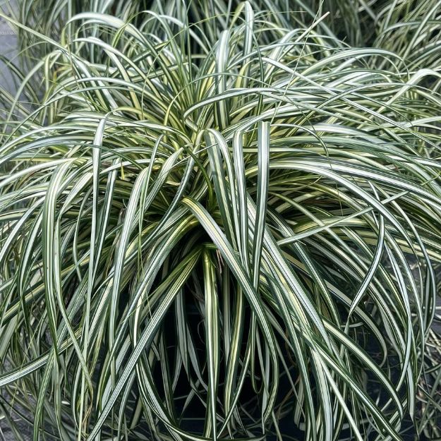 Picture of Carex 'Moon Falls' PP35022 #4Q