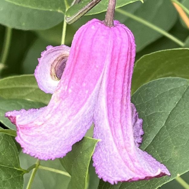 Picture of Clematis 'Queen Mother' #4Q