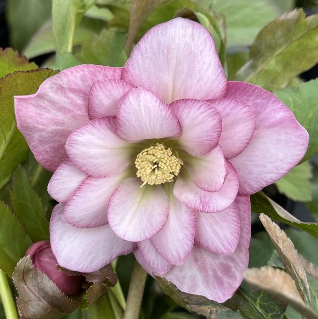 Picture of Helleborus North Star™ Pink PPAF #4Q