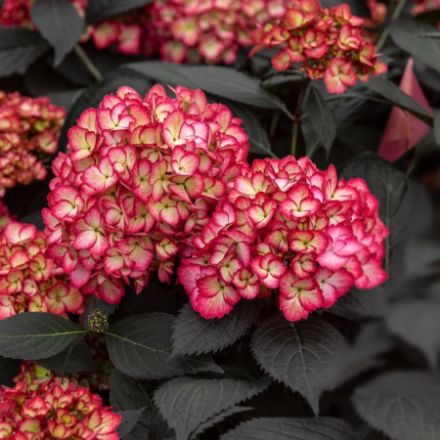 Show details for Hydrangea macrophylla Eclipse® PP34544 #3FE Picture of Hydrangea macrophylla Eclipse® PP34544 #3FE