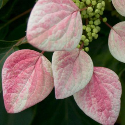 Show details for Hydrangea hydrangeoides Rose Sensation™ #3PW Picture of Hydrangea hydrangeoides Rose Sensation™ #3PW