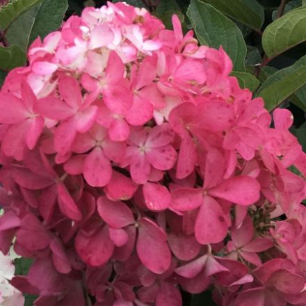Show details for Hydrangea paniculata Pinky Winky Prime® PP35334 #7PW Picture of Hydrangea paniculata Pinky Winky Prime® PP35334 #7PW