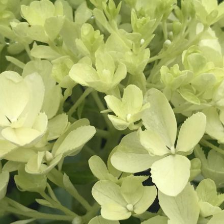 Show details for Hydrangea paniculata Puffer Fish® PP35316 #7PW Picture of Hydrangea paniculata Puffer Fish® PP35316 #7PW