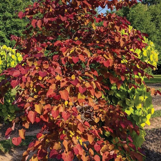 Picture of Cercis x Flamethrower® PP31260 #3