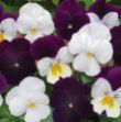 Show details for Viola Sorbet® XP Blueberry Sundae Mix 6 inch Picture of Viola Sorbet® XP Blueberry Sundae Mix 6 inch