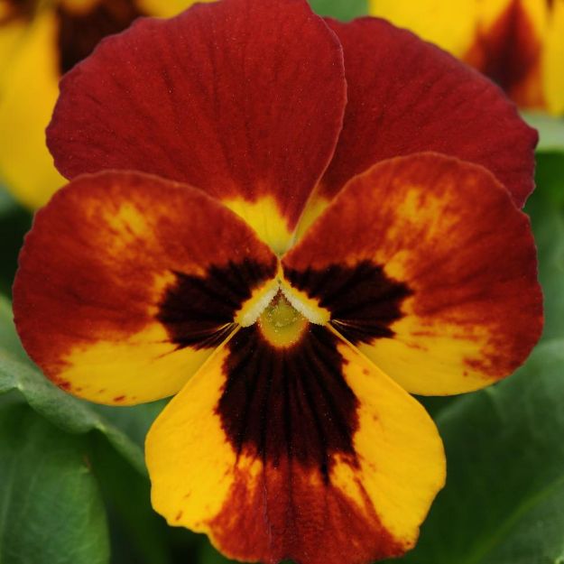 Picture of Viola Sorbet® XP Fire 6 inch