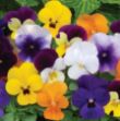 Show details for Viola Sorbet® XP Mix 6 inch Picture of Viola Sorbet® XP Mix 6 inch