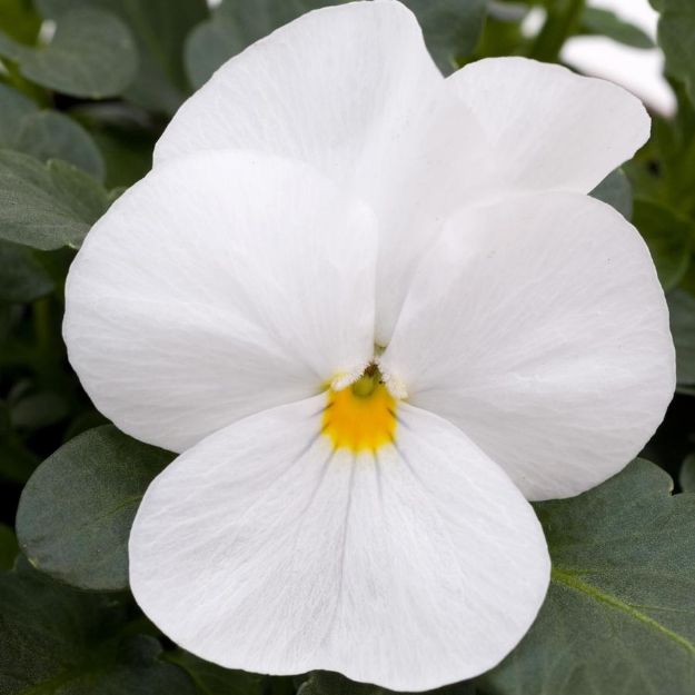 Picture of Viola Sorbet® XP White 6 inch
