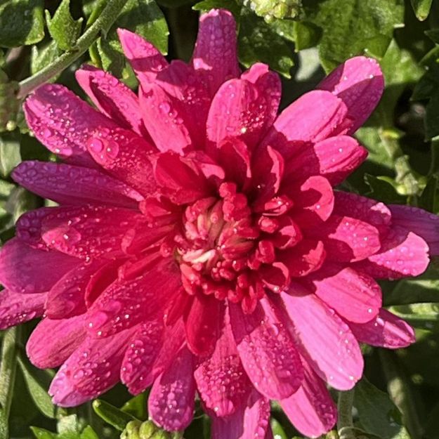 Picture of Chrysanthemum Jacqueline™ Pink 6 inch