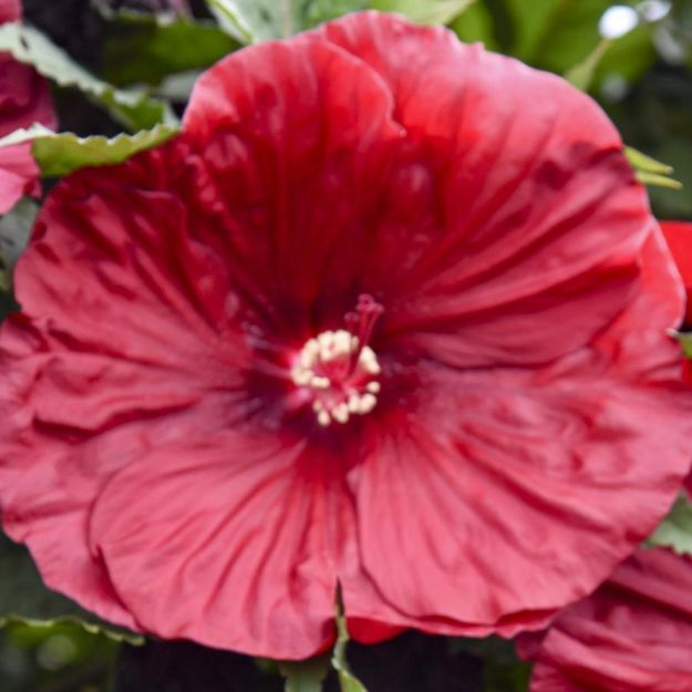 Picture of Hibiscus 'Blackberry Merlot' PP33498 #4Q