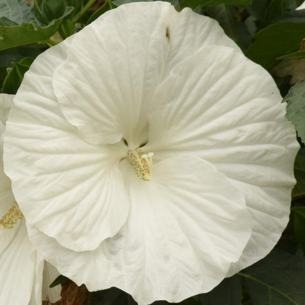 Picture of Hibiscus 'Marshmallow Moon' PP35990 #4Q