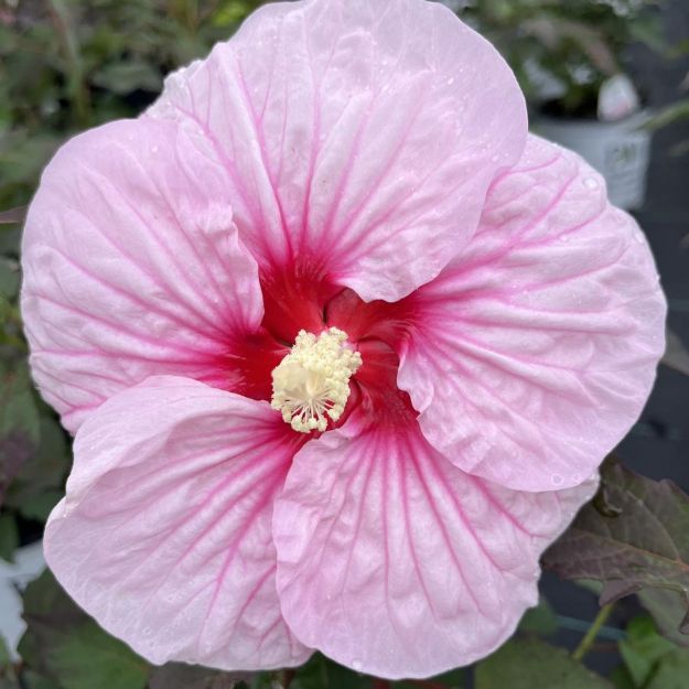 Picture of Hibiscus 'All Eyes on Me' PP35674 #4QPW