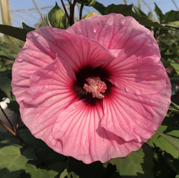 Picture of Hibiscus 'Evening Rose' PP33366 #4QPW