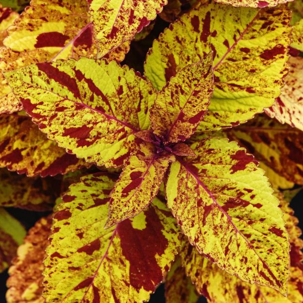 Picture of Coleus ChargedUp™ Marble Mania 4.5" (10/flat)