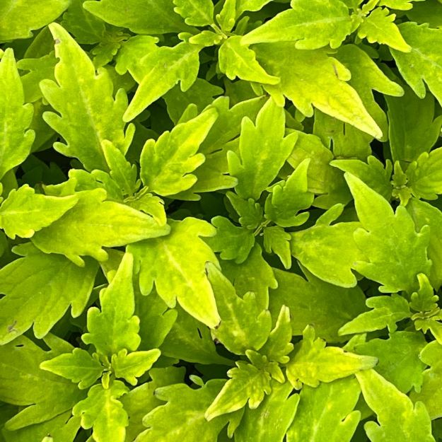 Picture of Coleus Colorblaze® Mini Me™ Chartreuse PPAF 4.5"PW (10/flat)