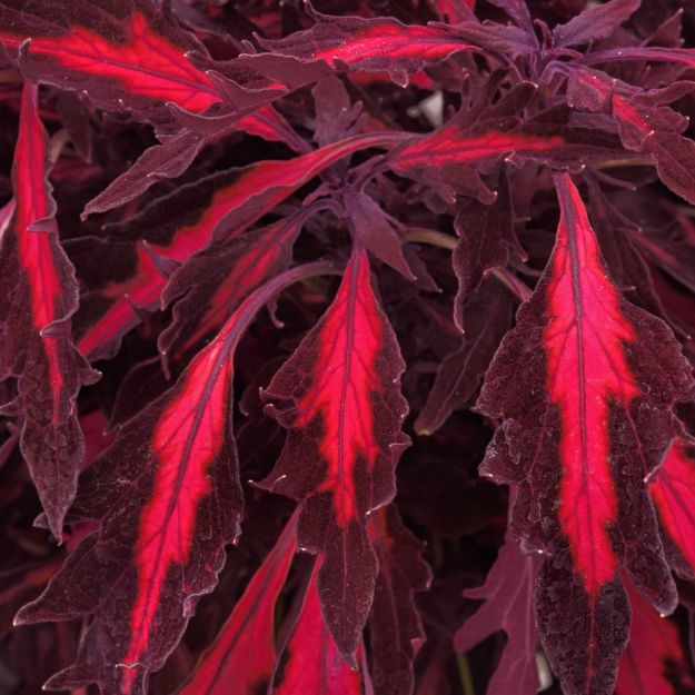 Picture of Coleus FlameThrower™ Adobo Pink 4.5" (10/flat)