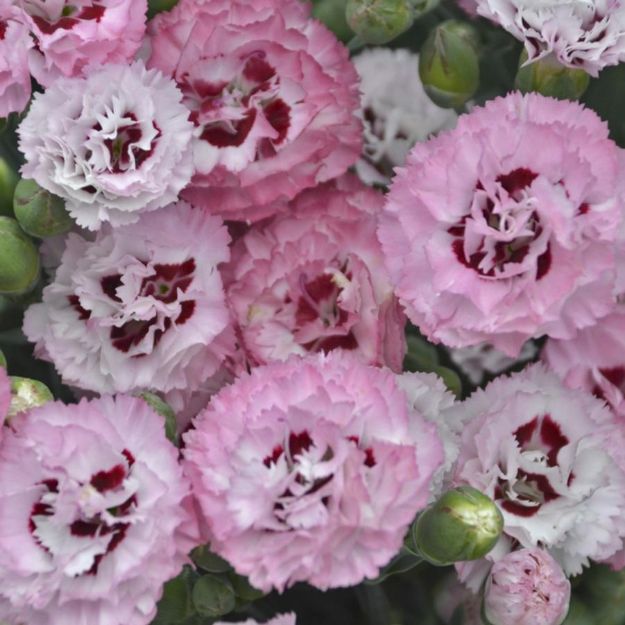 Picture of Dianthus 'Apple Blossom Burst' PP31454 #4Q