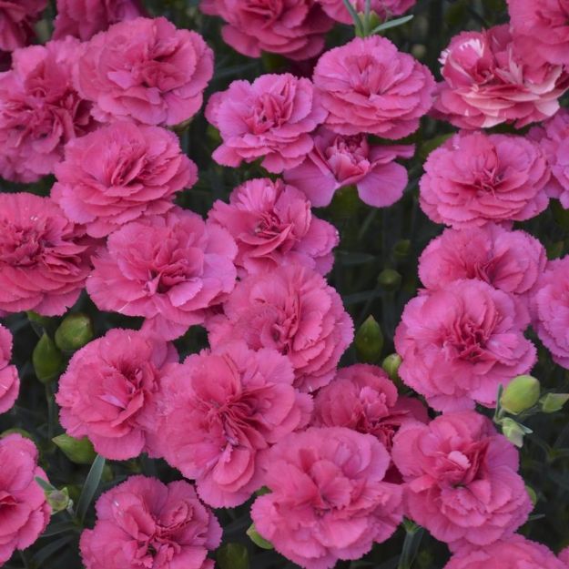 Picture of Dianthus 'Double Bubble' PP29972 #4Q