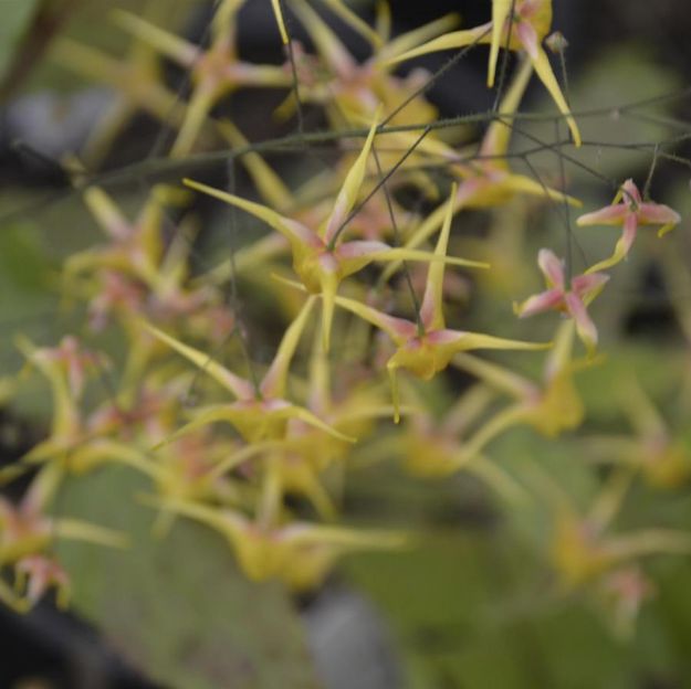 Picture of Epimedium 'Songbirds' 1QT (10/flat)