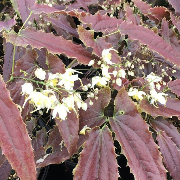 Picture of Epimedium 'Sandy Claws' 1QT (10/flat)