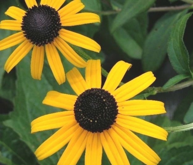 Picture of Rudbeckia fulgida 'Goldsturm' #4Q