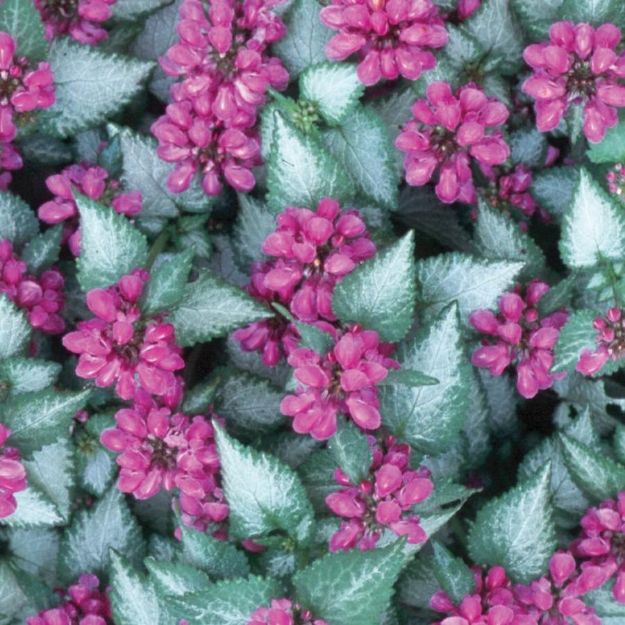 Picture of Lamium maculatum 'Purple Dragon' PP15890 #4Q
