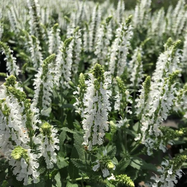 Picture of Salvia nemerosa 'Snow Hill' #4Q