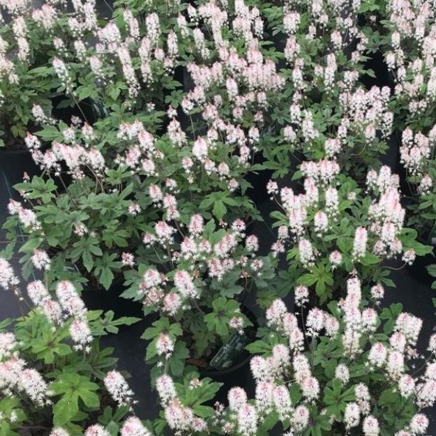Picture of Tiarella x 'Spring Symphony' PP12397 #4Q